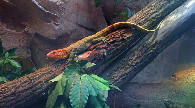 La serre amazonienne - Montpellier Zoolunaret112