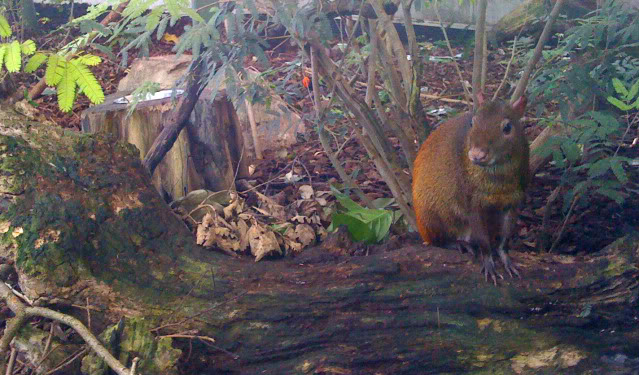 La serre amazonienne - Montpellier Zoolunaret114