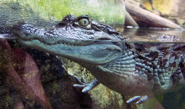 La serre amazonienne - Montpellier Zoolunaret25