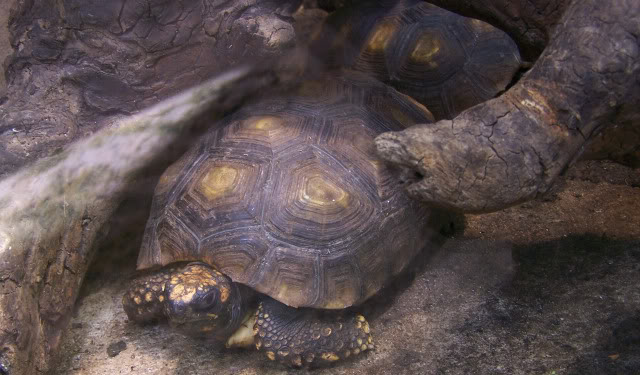 La serre amazonienne - Montpellier Zoolunaret60