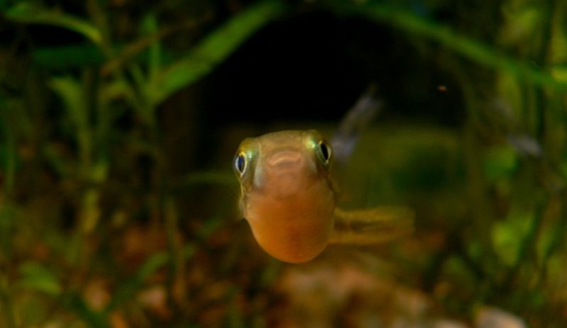 Concours photos "le poisson et son environnement aquatique" - Oscar le poisson  - vote P1170062