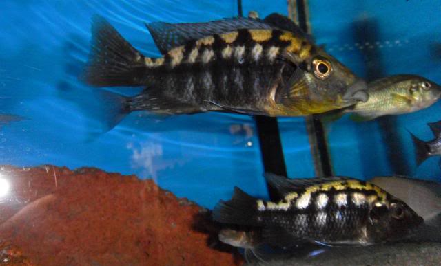 Stock liste des poissons d'eau douce de Jardiland Istres (sur place)   Abactochromislabrosus
