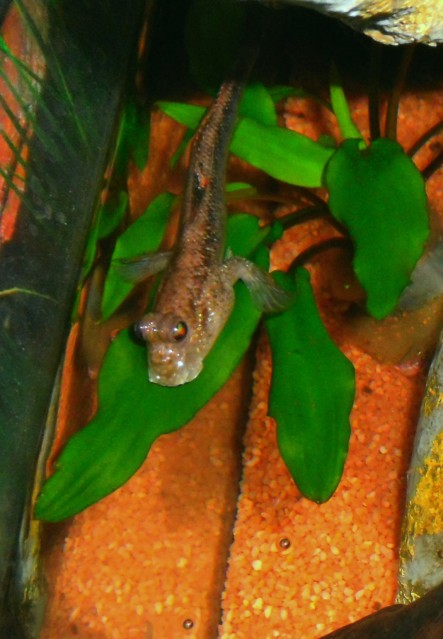 les-gobies-chez-baobab-Balaruc Periophthalmodonseptemradiatus