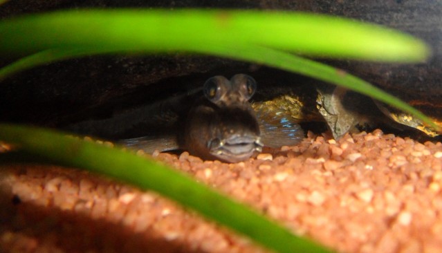 les-gobies-chez-baobab-Balaruc Periophthalmodonseptemradiatus1