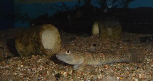 les gobies et les éléotridés présent à jardiland Istres Rhinogobiusleavelli1