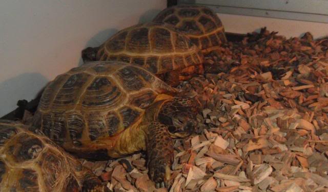 Les reptiles à Jardiland Istres Tortueterrestre