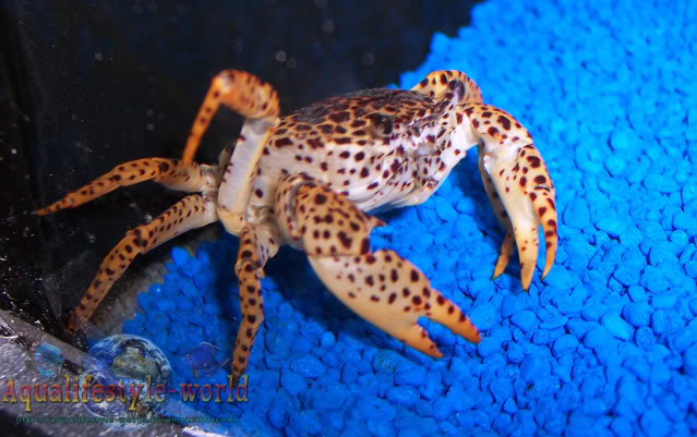 Parathelphusa pantherina - Crabe panthère de sulawesi Parathelphusapantherina2