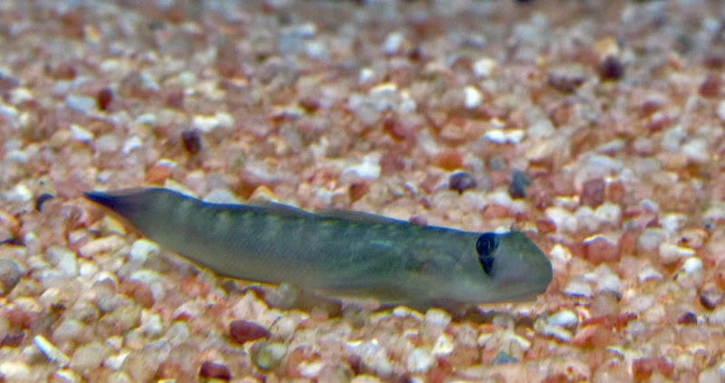 les-gobies-chez-baobab-Balaruc Sicyopterus