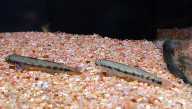 les-gobies-chez-baobab-Balaruc Sicyopterus1