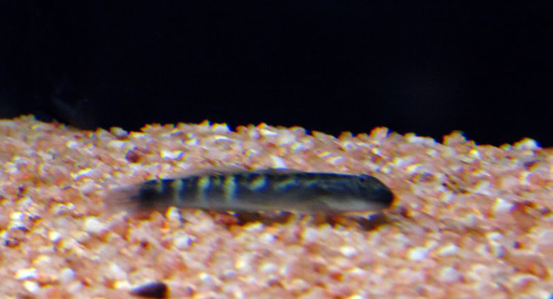 les-gobies-chez-baobab-Balaruc Sicyopterus2