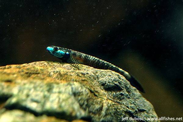 Identification problem in the group of black Stiphodon. Stiphodonatratus