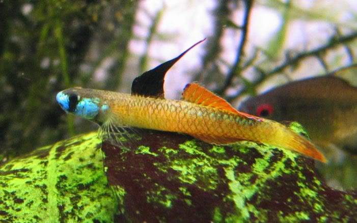 Stiphodon percnopterygionus un poisson aux différents patrons de couleurs Stiphodonpercnopterygionus3