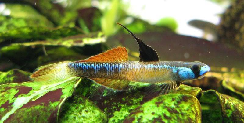 Stiphodon percnopterygionus un poisson aux différents patrons de couleurs Stiphodonpercnopterygionus6
