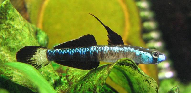 Stiphodon percnopterygionus un poisson aux différents patrons de couleurs Stiphodonpercnopterygionus8