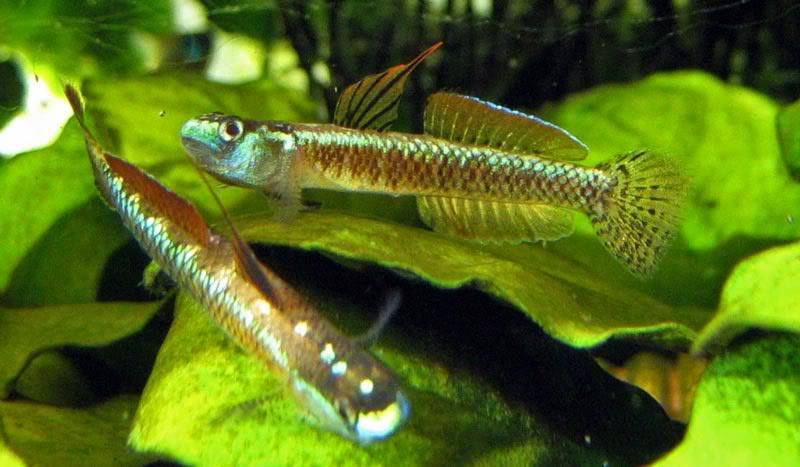 Stiphodon percnopterygionus un poisson aux différents patrons de couleurs Stiphodonpercnopterygionus9