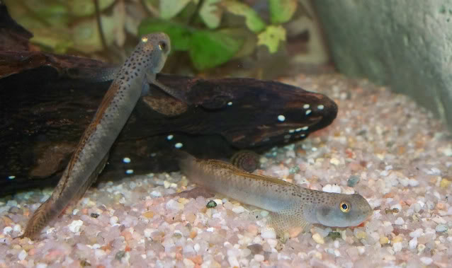 [résolu]  Identification du Stiphodon sp orange long fin - Stiphodon maculidorsalis  Stiphodonsporangefin3