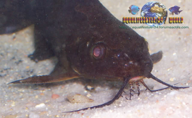 Synodontis nigrita Synodontisnigrita2