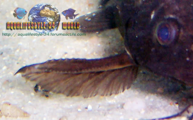 Synodontis nigrita Synodontisnigrita3