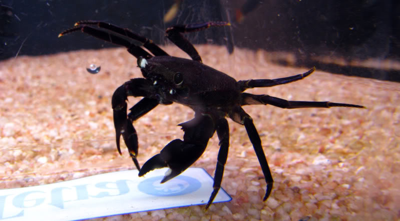 Les crabes chez Malanyika Syntripsamatanensis3