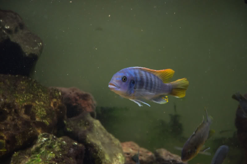 mon aquarium 200l malawi 20110110_1