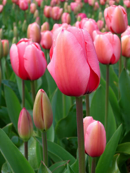 Chợ hoa mùa xuân Tulip