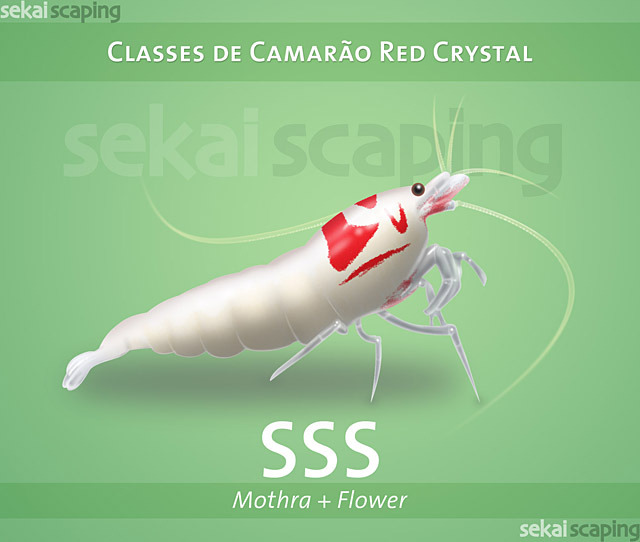 Classificação dos Camarões Red Crystal SSS_MF_Red_Crystal_Shrimp_Sekai