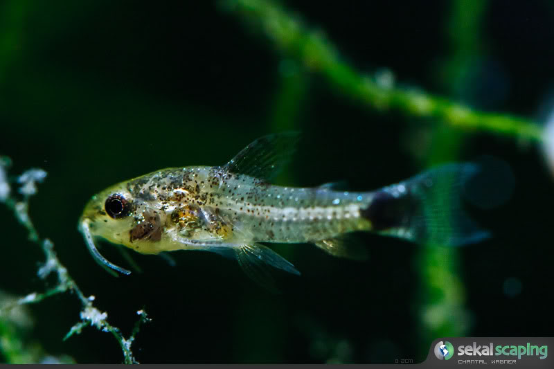 Alevinos de Corydoras hastatus Corydoras_hastatus_Sekai_Chantal_01