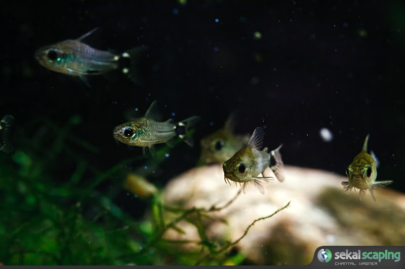 Alevinos de Corydoras hastatus Corydoras_hastatus_Sekai_Chantal_03