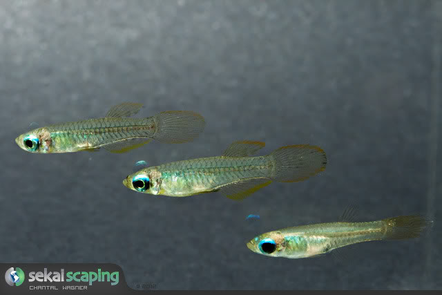 Poropanchax normani [Killifish Lampeye] Poropanchax_normani_1_sekai_scaping