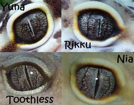 Post your geckos eye pictures *Warning Pic Heavy* Geckoeyes