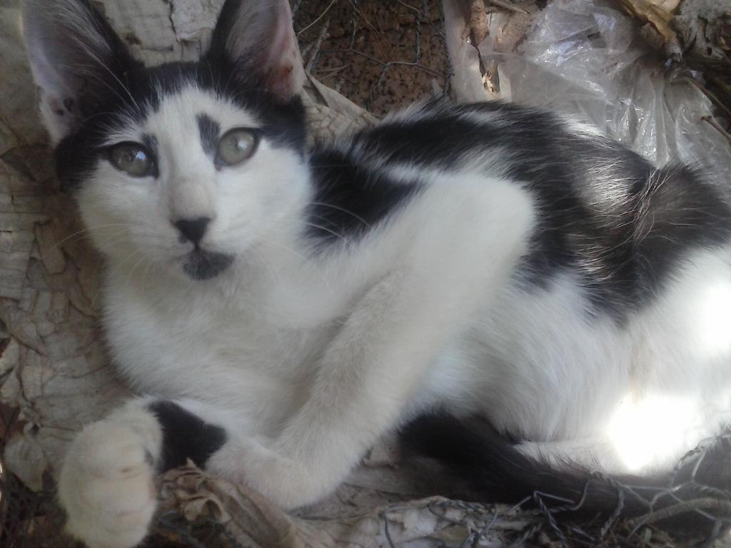 Ψάχνουμε σπιτάκι με μπόλικα αποθέματα αγκαλίτσας και φροντίδας! CAM00821_zps534baa86