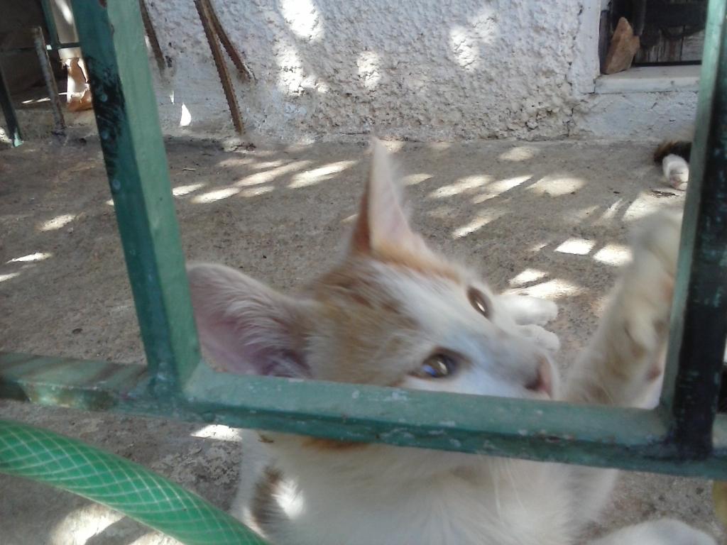 Ψάχνουμε σπιτάκι με μπόλικα αποθέματα αγκαλίτσας και φροντίδας! CAM00917_zpsd26f72c9