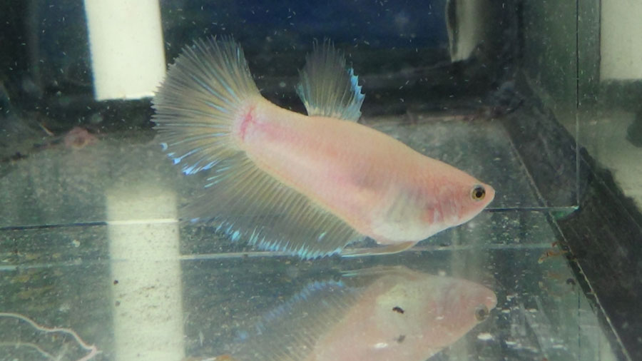 Pueden decirme que variedad de Bettas son los  que tengo? H1_zps5c026a1c