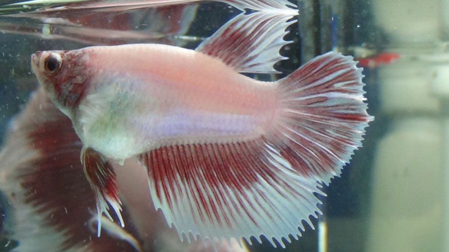 Pueden decirme que variedad de Bettas son los  que tengo? H3_zpsc3a725f0