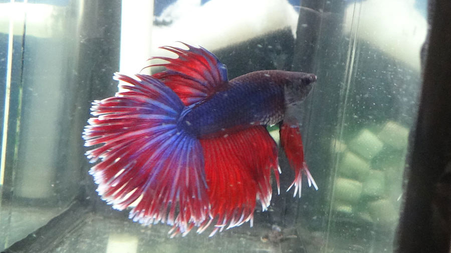 Pueden decirme que variedad de Bettas son los  que tengo? M1_zps78b2c30a