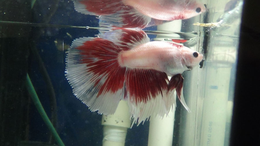 Pueden decirme que variedad de Bettas son los  que tengo? M2_zpsafa66dbf