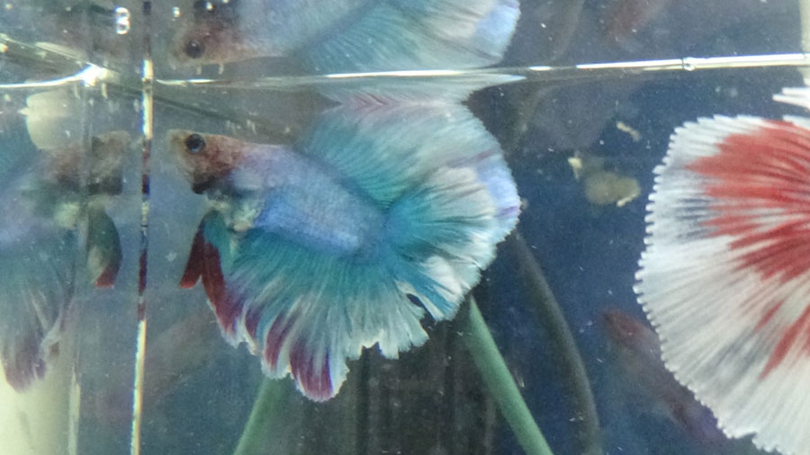 Pueden decirme que variedad de Bettas son los  que tengo? M4_zps21ae9022