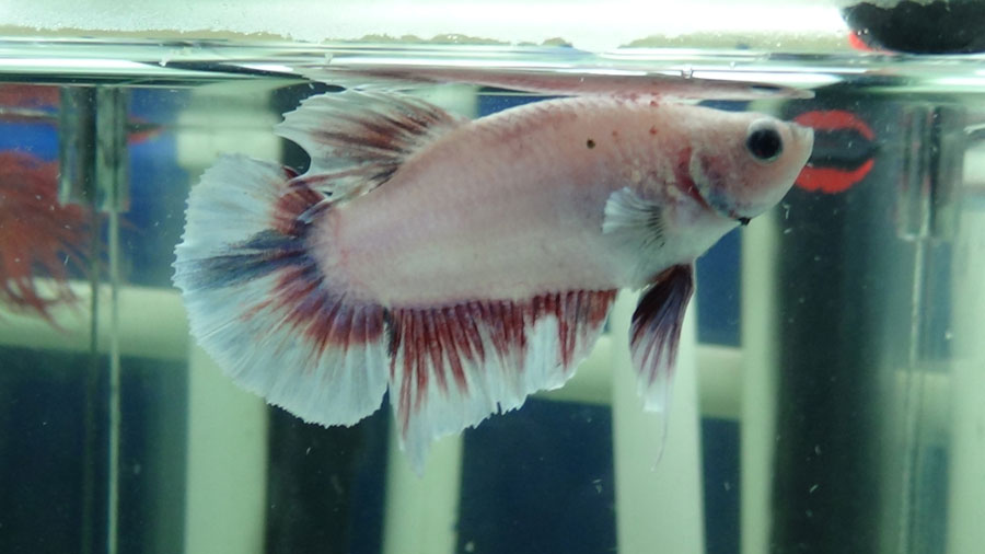 Pueden decirme que variedad de Bettas son los  que tengo? M5_zps84d2404a