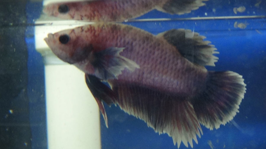 Pueden decirme que variedad de Bettas son los  que tengo? M6_zps39c0c142