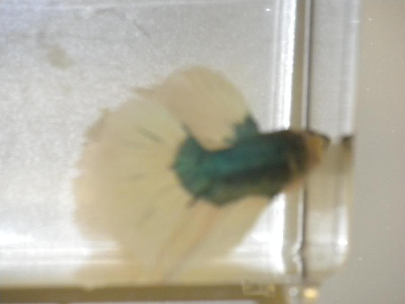 Betta changing colors??? different fins? B4-1