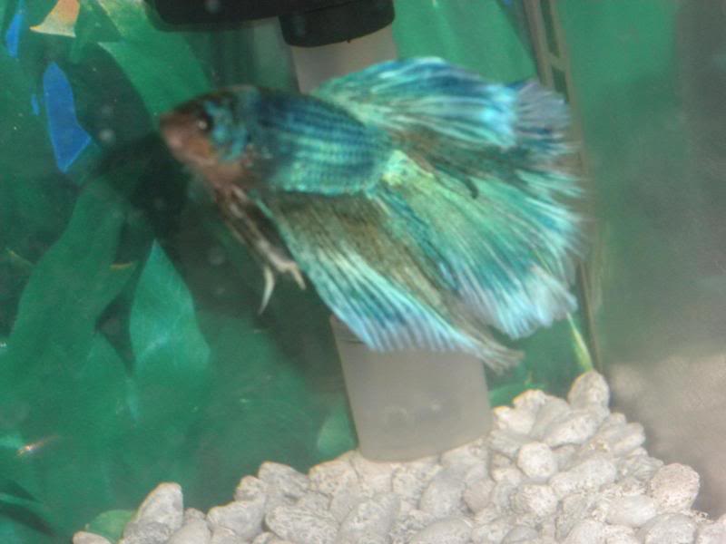 Betta changing colors??? different fins? Then1-1