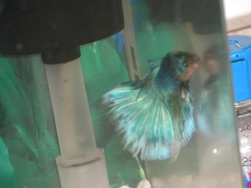 Betta changing colors??? different fins? Then2-1