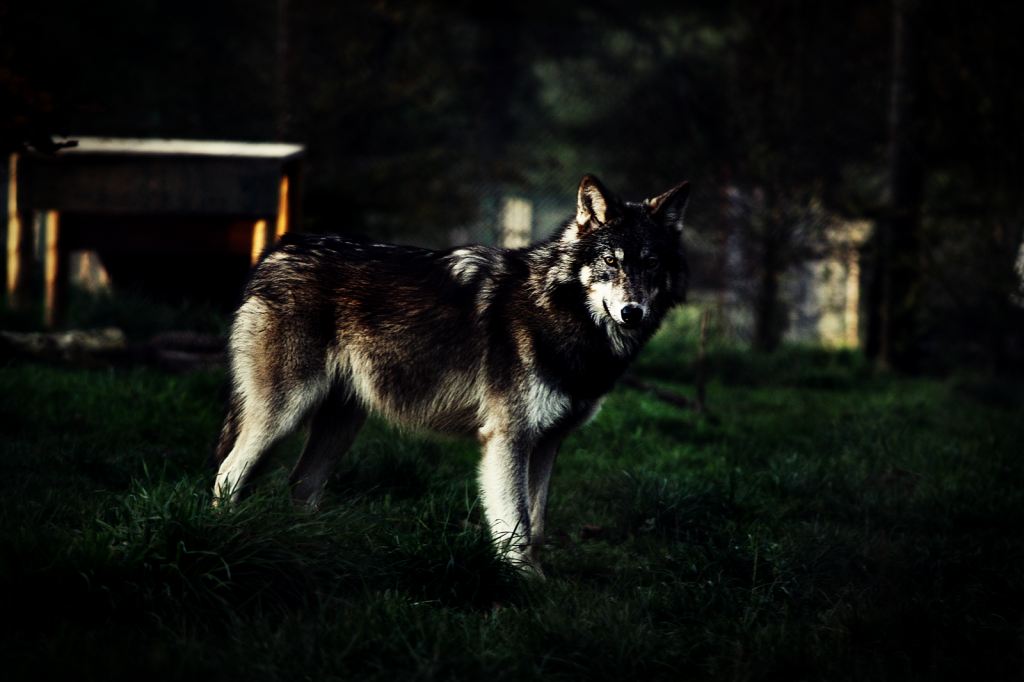 Ma Galerie~ Wolf_by_ggblackice_wolf-d4gjm92_zpsd07566b2