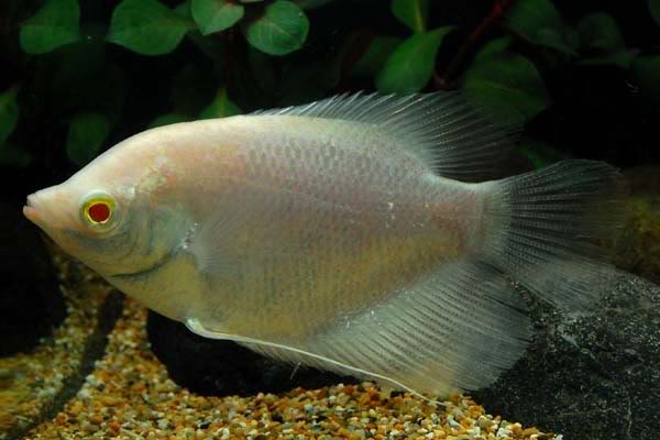 Les Poissons d'Aquarium fabriqués AlbinoGiantGourami02