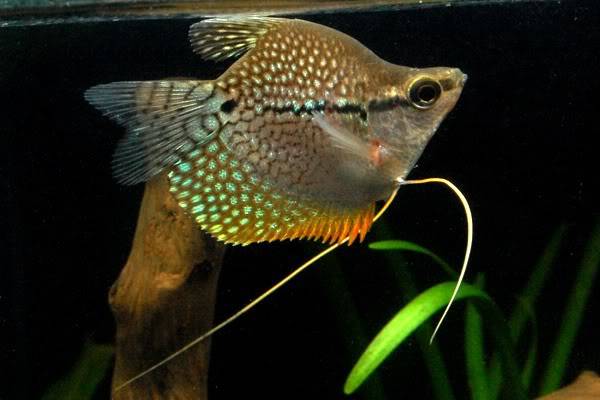 Bebe déformé  Balloon_pearl_gourami_05