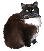 Вълшебна менажерия. Tuxedo_cat_stock_png_by_venicet-d4f93ob