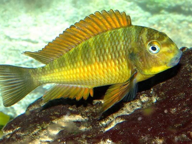 Tropheus Golden Kazumba 2-30