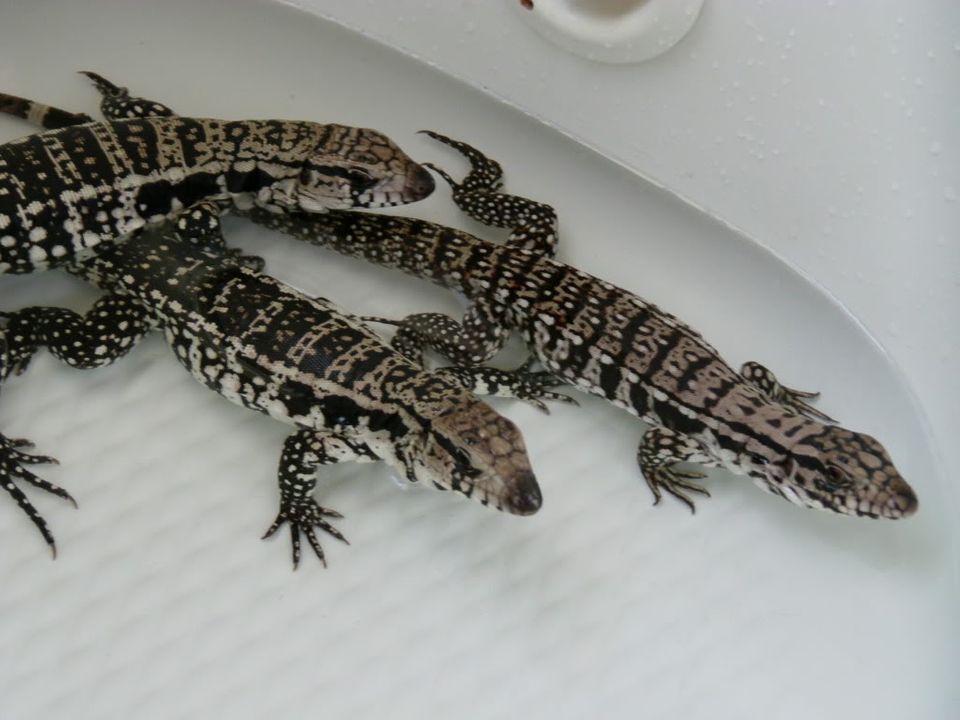 My Tegus DSC00008