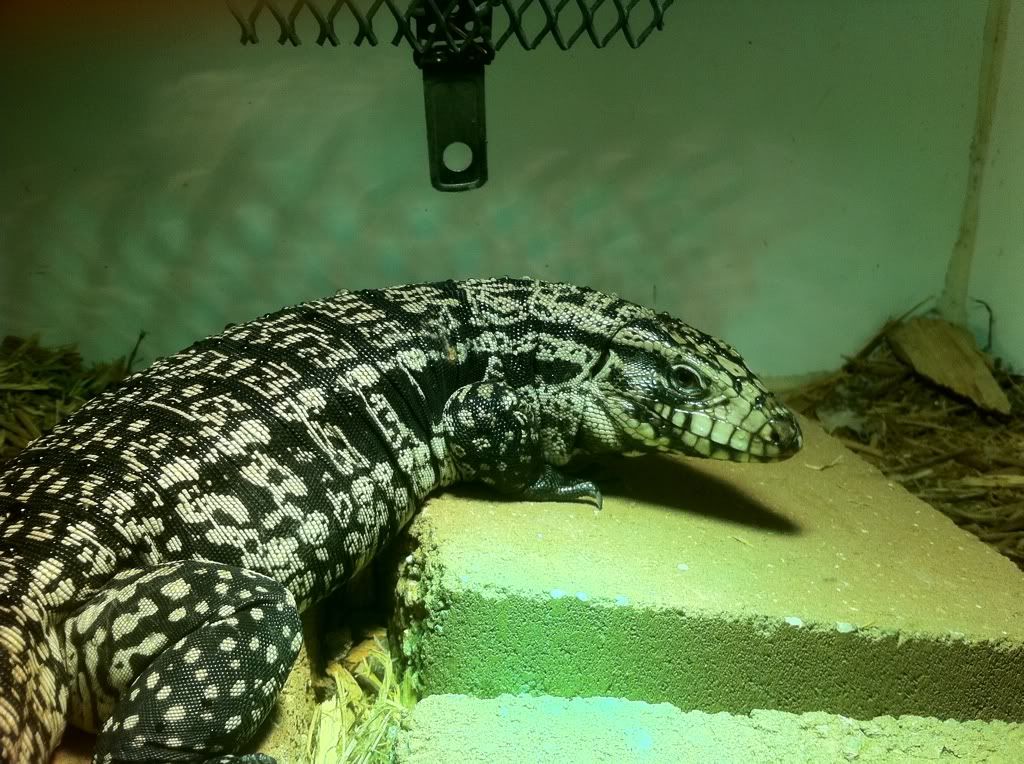 Few new Tegu pics Efa34167