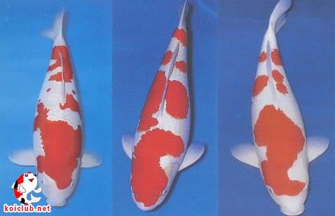 "Maruyama Koi farms and Kagura" 1and2and3